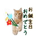ねこたちの日常 ハチワレ＆茶トラ（個別スタンプ：38）