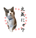 ねこたちの日常 ハチワレ＆茶トラ（個別スタンプ：39）