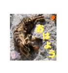 ベンガル レオンkun♪（個別スタンプ：1）