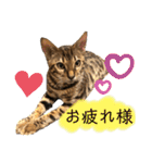 ベンガル レオンkun♪（個別スタンプ：2）