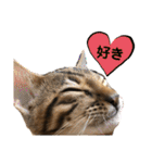 ベンガル レオンkun♪（個別スタンプ：3）