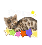 ベンガル レオンkun♪（個別スタンプ：5）