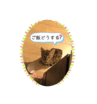 ベンガル レオンkun♪（個別スタンプ：6）
