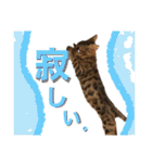 ベンガル レオンkun♪（個別スタンプ：7）
