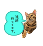 ベンガル レオンkun♪（個別スタンプ：10）