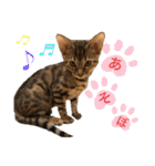 ベンガル レオンkun♪（個別スタンプ：13）