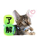 ベンガル レオンkun♪（個別スタンプ：16）