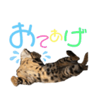 ベンガル レオンkun♪（個別スタンプ：17）