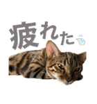 ベンガル レオンkun♪（個別スタンプ：20）