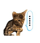 ベンガル レオンkun♪（個別スタンプ：24）