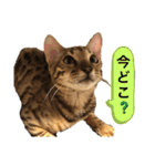 ベンガル レオンkun♪（個別スタンプ：30）