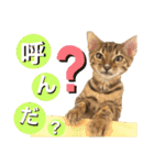 ベンガル レオンkun♪（個別スタンプ：31）