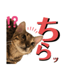 ベンガル レオンkun♪（個別スタンプ：32）