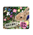 うさぎのせつめいやさん 友愛のスタンプ（個別スタンプ：1）