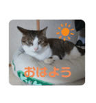 岡崎キキ（個別スタンプ：1）
