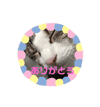岡崎キキ（個別スタンプ：8）