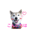スマイル★さくらちゃん（個別スタンプ：1）