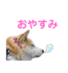 スマイル★さくらちゃん（個別スタンプ：3）