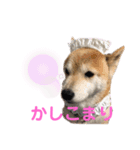 スマイル★さくらちゃん（個別スタンプ：5）