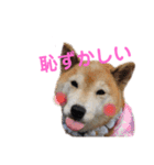 スマイル★さくらちゃん（個別スタンプ：8）