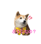 スマイル★さくらちゃん（個別スタンプ：11）