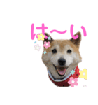 スマイル★さくらちゃん（個別スタンプ：12）