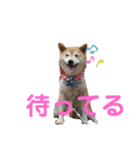 スマイル★さくらちゃん（個別スタンプ：17）