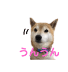 スマイル★さくらちゃん（個別スタンプ：20）