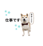ハチとうに 3（個別スタンプ：5）