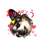 チワワのココロくん♥️（個別スタンプ：1）