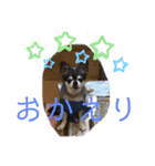 チワワのココロくん♥️（個別スタンプ：4）