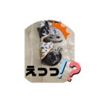 チワワのココロくん♥️（個別スタンプ：6）