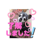 チワワのココロくん♥️（個別スタンプ：7）