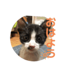 はちわれ猫 小太郎スタンプ(   ᷇ᵕ ᷆  )（個別スタンプ：1）