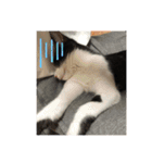 はちわれ猫 小太郎スタンプ(   ᷇ᵕ ᷆  )（個別スタンプ：2）