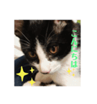 はちわれ猫 小太郎スタンプ(   ᷇ᵕ ᷆  )（個別スタンプ：3）