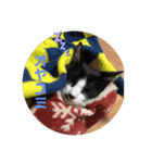 はちわれ猫 小太郎スタンプ(   ᷇ᵕ ᷆  )（個別スタンプ：4）