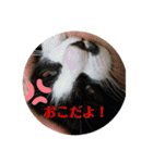 はちわれ猫 小太郎スタンプ(   ᷇ᵕ ᷆  )（個別スタンプ：5）