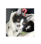 はちわれ猫 小太郎スタンプ(   ᷇ᵕ ᷆  )（個別スタンプ：6）