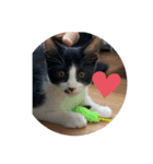 はちわれ猫 小太郎スタンプ(   ᷇ᵕ ᷆  )（個別スタンプ：7）
