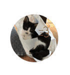はちわれ猫 小太郎スタンプ(   ᷇ᵕ ᷆  )（個別スタンプ：8）