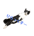 はちわれ猫 小太郎スタンプ(   ᷇ᵕ ᷆  )（個別スタンプ：9）
