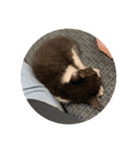 はちわれ猫 小太郎スタンプ(   ᷇ᵕ ᷆  )（個別スタンプ：10）