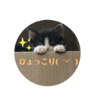 はちわれ猫 小太郎スタンプ(   ᷇ᵕ ᷆  )（個別スタンプ：11）