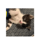 はちわれ猫 小太郎スタンプ(   ᷇ᵕ ᷆  )（個別スタンプ：12）