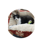 はちわれ猫 小太郎スタンプ(   ᷇ᵕ ᷆  )（個別スタンプ：13）