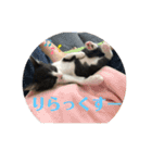 はちわれ猫 小太郎スタンプ(   ᷇ᵕ ᷆  )（個別スタンプ：15）