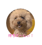 ぼく、福丸です。その5（個別スタンプ：3）