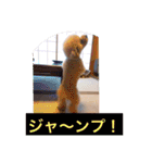 ぼく、福丸です。その5（個別スタンプ：8）