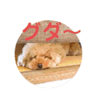 ぼく、福丸です。その5（個別スタンプ：9）